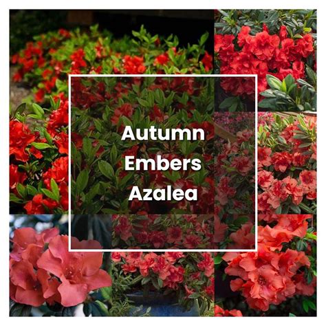 autumn embers azalea care